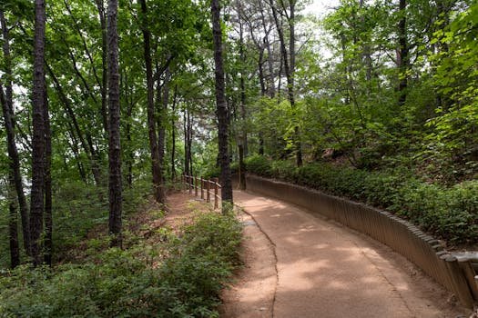 Serene forest trail perfect for nature walks and tranquil exploration.