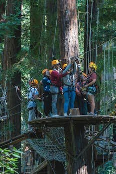 A group enjoying a ziplining adventure amidst tall redwood trees.